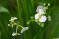 Ã Â¸ÂºBulltongue arrowhead flower, Sagittaria sp. Royalty Free Stock Photo